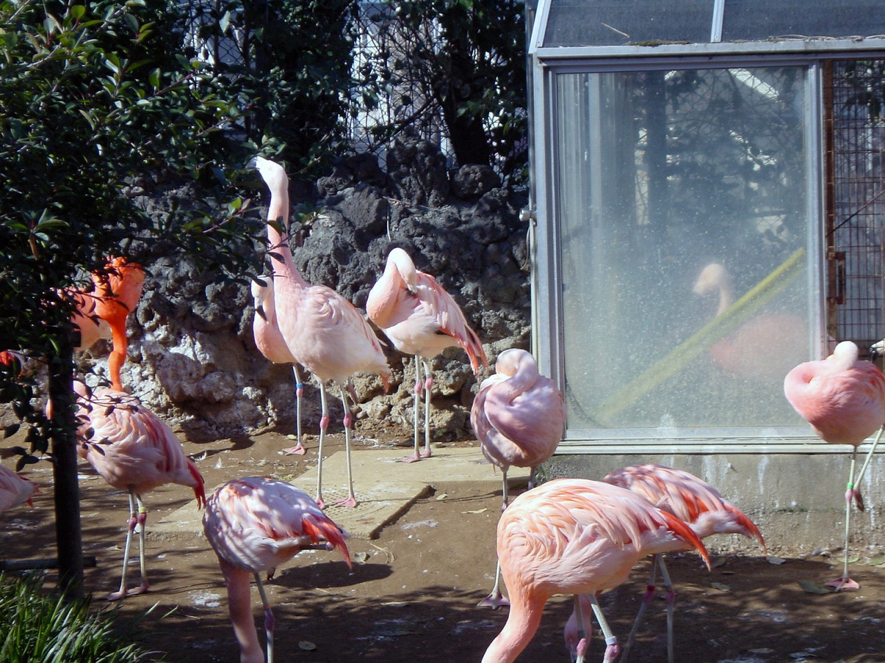 Flamingos @ Nogeyama zoo