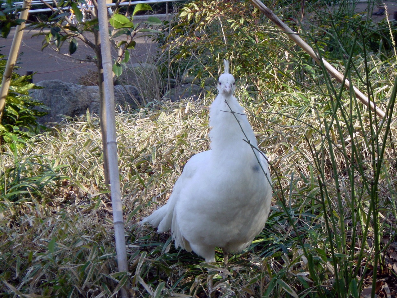 White peafowl  @Nogeyama zoo