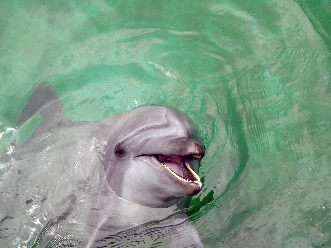 Dolphin @ Hakkeijima