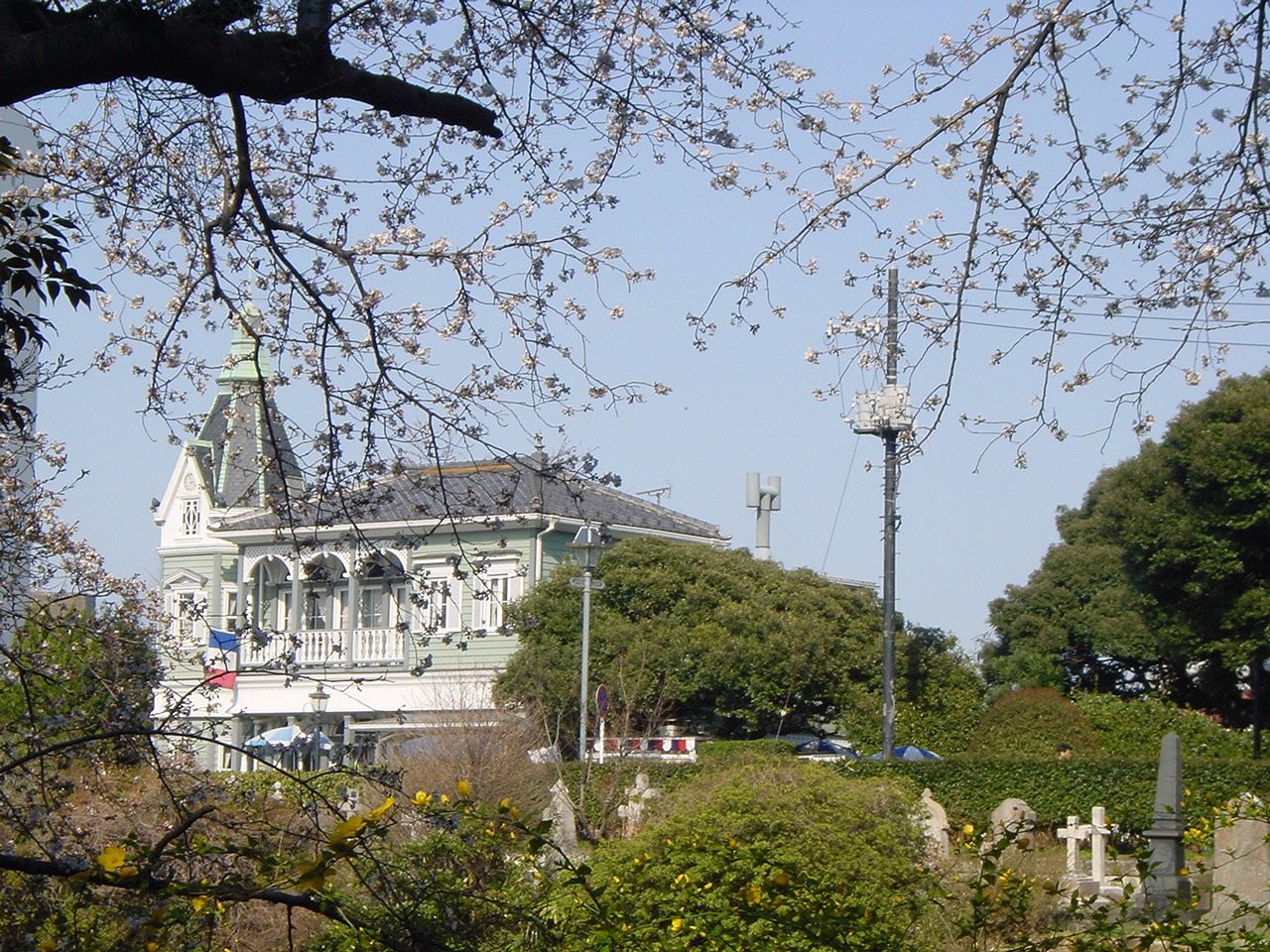 Cherry blossom @ Motomachi park