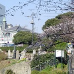 Cherry blossom @ Motomachi park