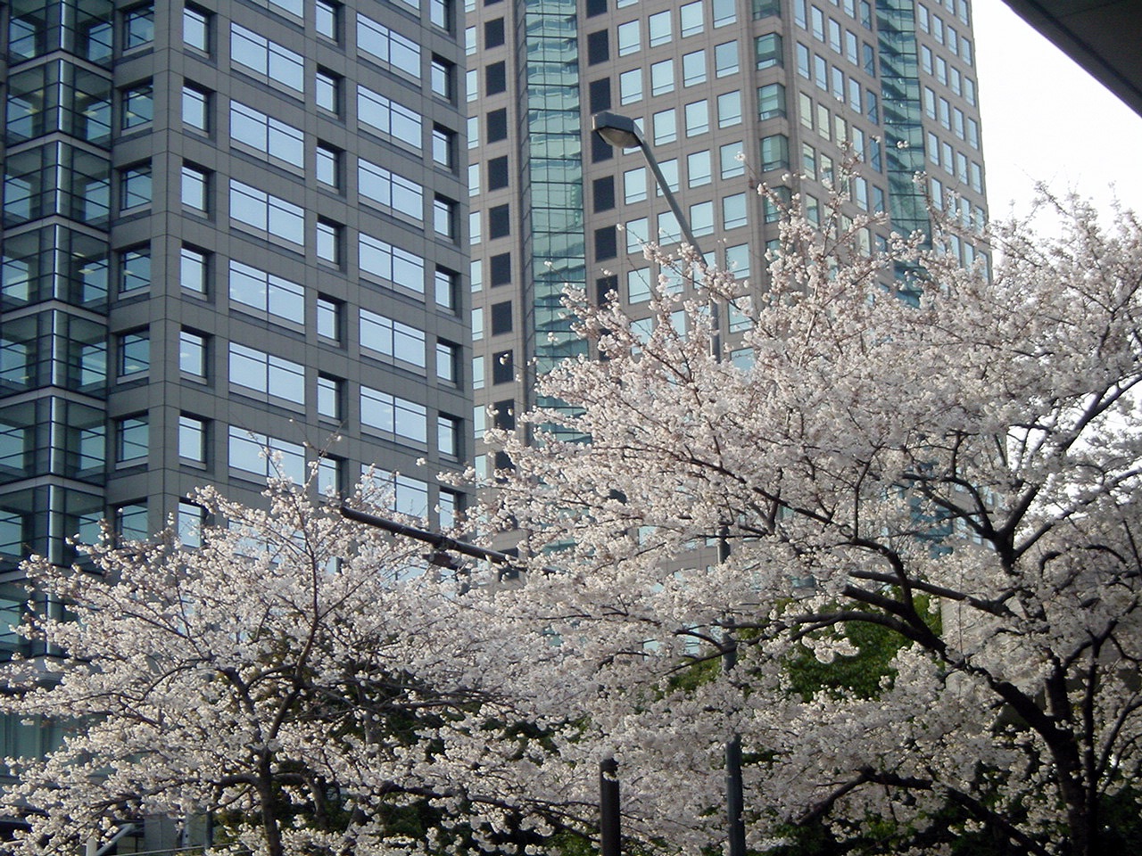 Cherry blossom and buildings