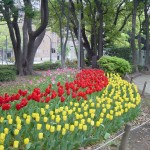 Tulips @ Yokohama park