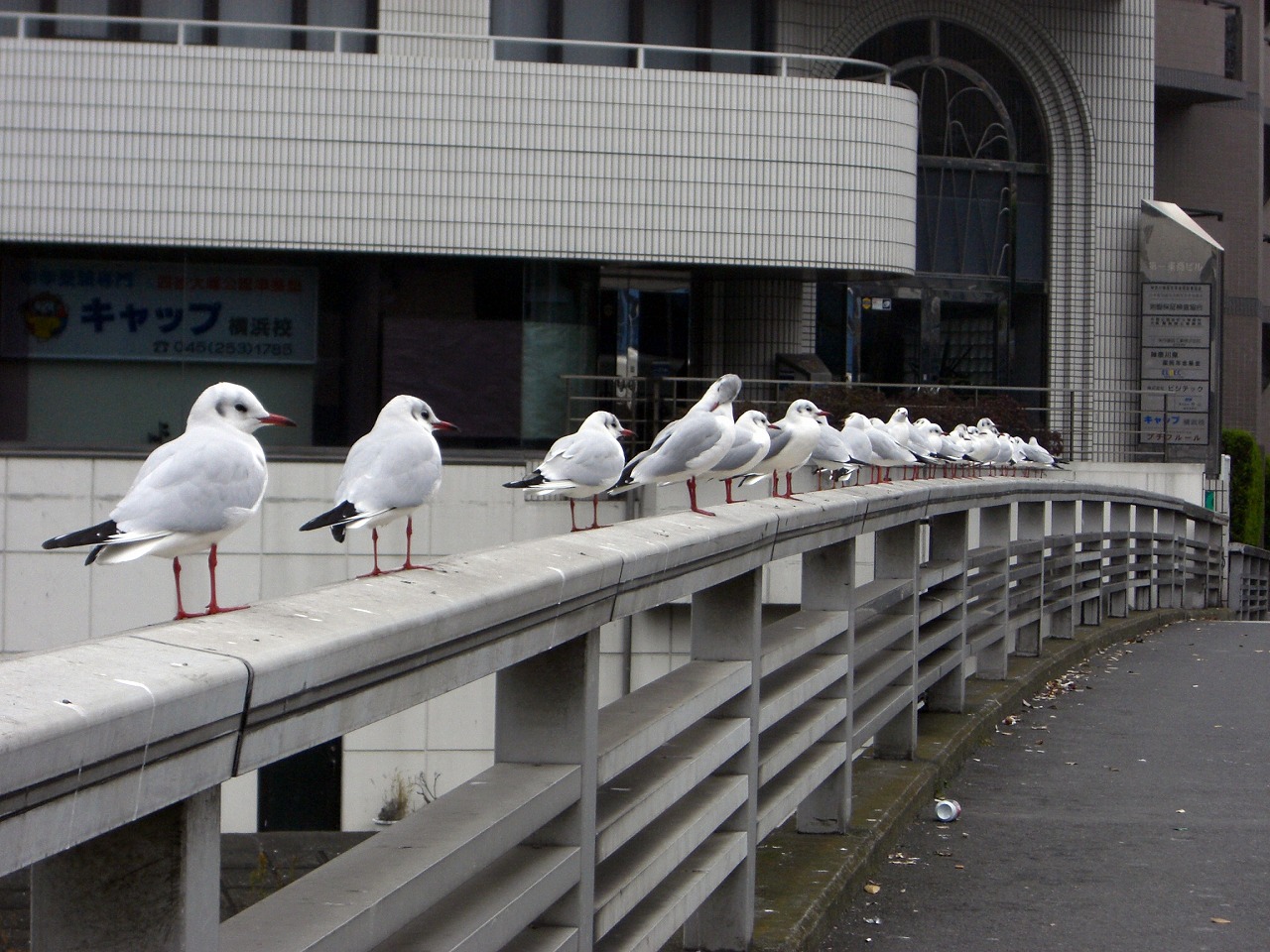 Gulls @ Sakuragawa-bashi (bridge)