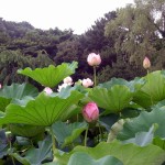 Lotus @ Sankeien