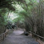 Bamboo tunnel @ Sankeien