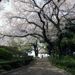 Cherry blossom @ Yamate park