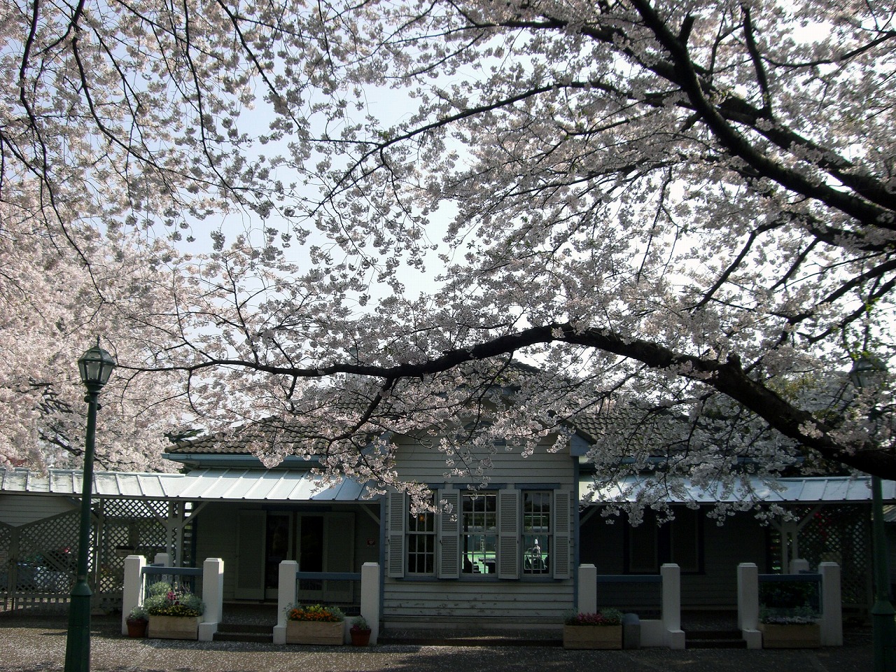 Cherry blossom @ Yamate 68 bankan