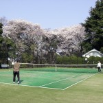 Cherry blossom @ Tennis court in Yamate park