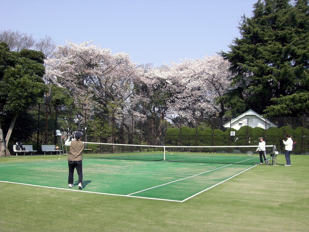Cherry blossom @ Tennis court in Yamate park