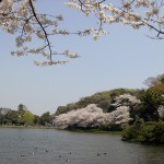 桜＠三溪園