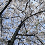 Cherry blossom @ Sankeien