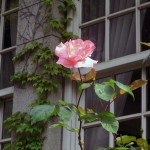 Rose @ Yokohama Archives of History
