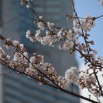 Cherry blossom and Landmark tower
