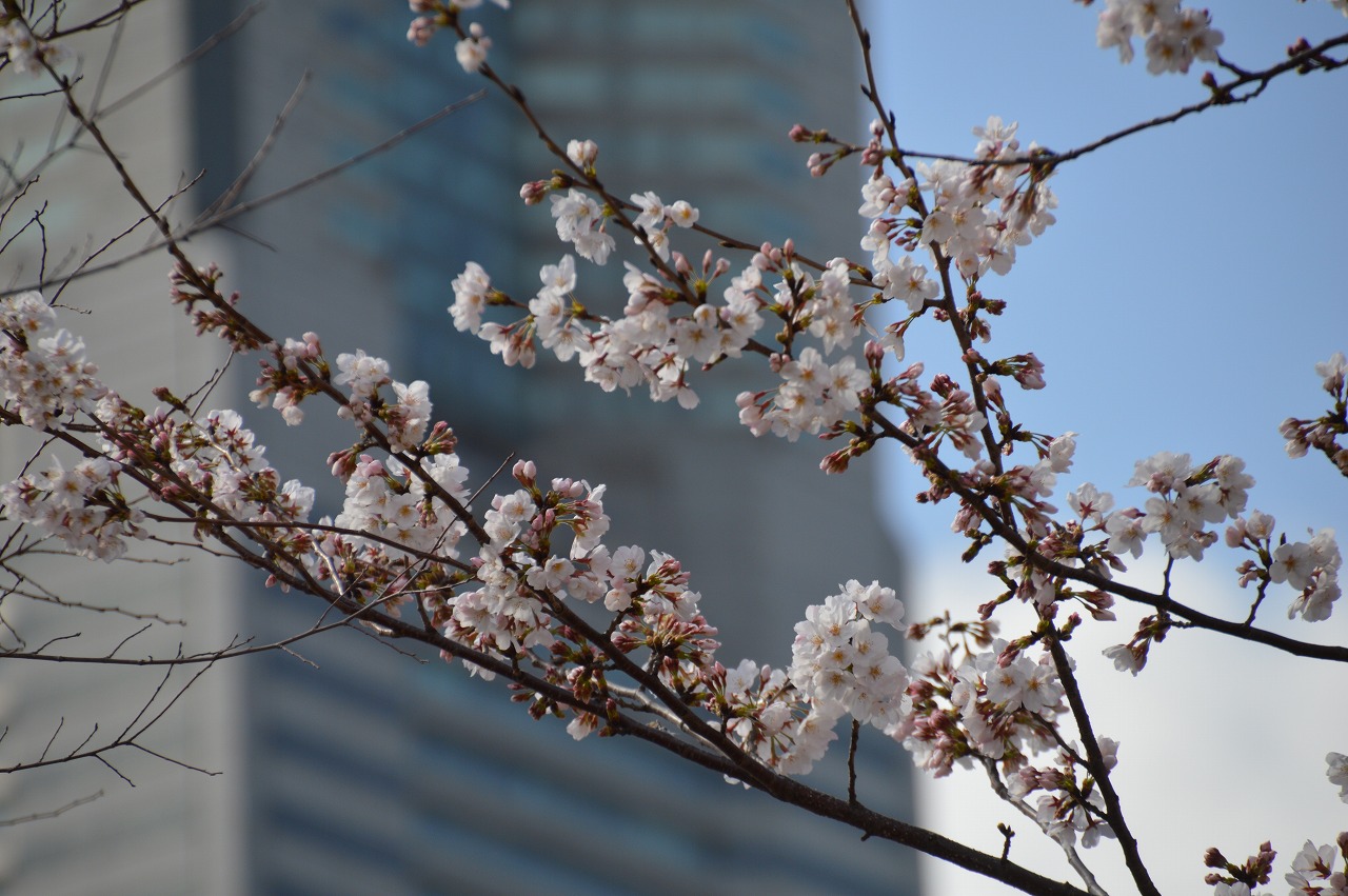 Cherry blossom and Landmark tower