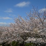 Cherry blossom @ Minatonomieruoka park