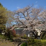 Cherry blossom @ Yamate 111 bankan