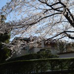 Cherry blossom @ Yamate avenu