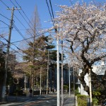 Cherry blossom @ Yamate avenu