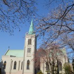 桜＠カトリック山手教会