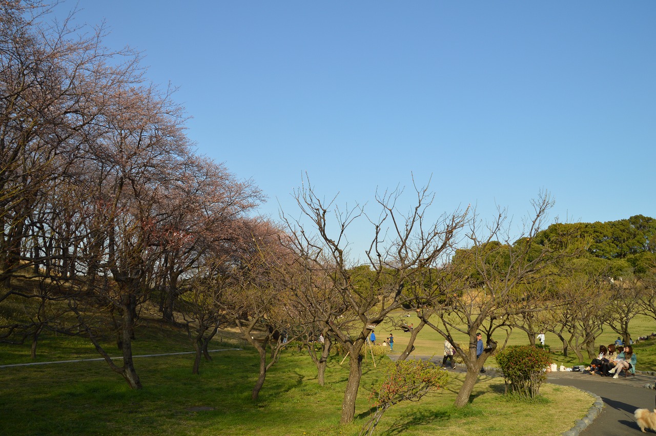 Negishi shinrin park