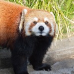 Red panda @Nogeyama zoo
