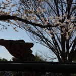 Giraffe @ Nogeyama zoo
