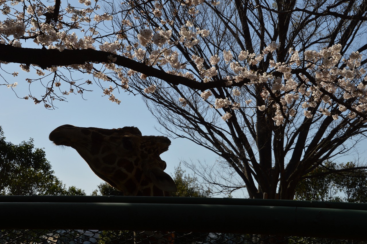 Giraffe @ Nogeyama zoo