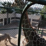 キリン＆シマウマ @野毛山動物園