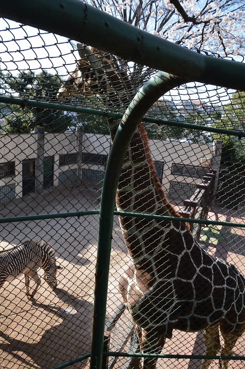 Giraffe & zebra @ Nogeyama zoo