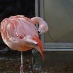 Flamingos @ Nogeyama zoo
