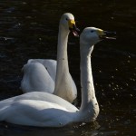 Swan @ Nogeyama zoo