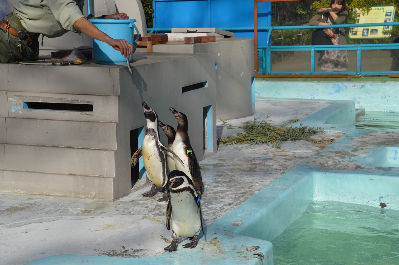 ペンギン＠野毛山動物園