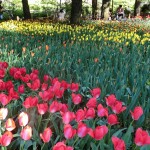Tulips @ Yokohama Park