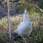 White peafowl  @Nogeyama zoo