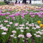 Tulips @ Yokohama park