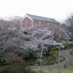 Cherry blossom and Kanagawa Museum of Modern Literature