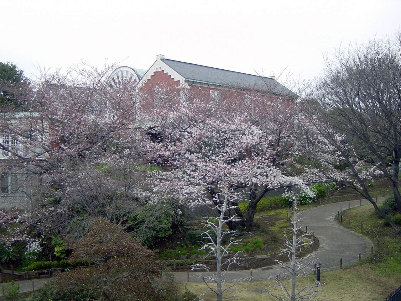 桜と神奈川近代文学館
