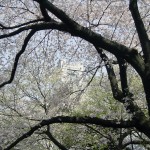 Cherry blossom @ Kamonyama park