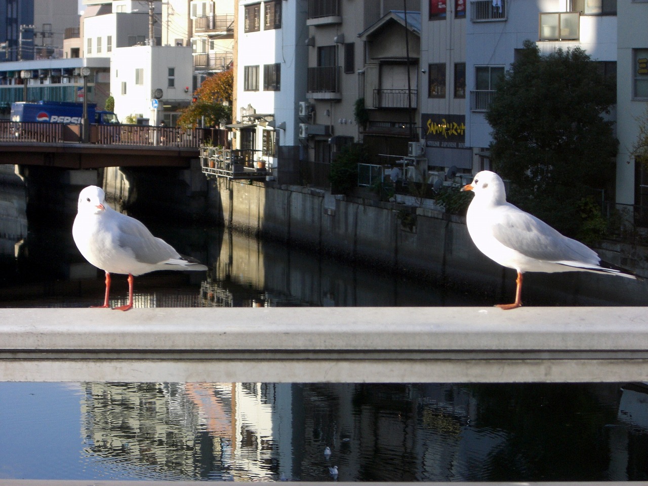 Gulls @ Sakuragawa-bashi (bridge)