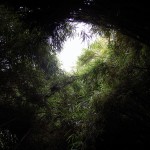 笹竹の回廊＠三溪園