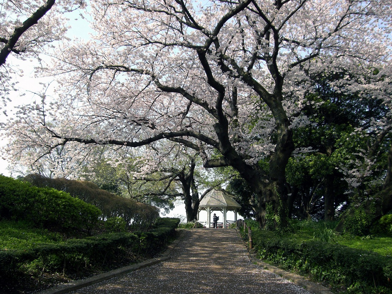 Cherry blossom @ Yamate park