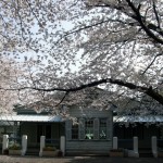 Cherry blossom @ Yamate 68 bankan