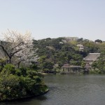 Cherry blossom @ Sankeien
