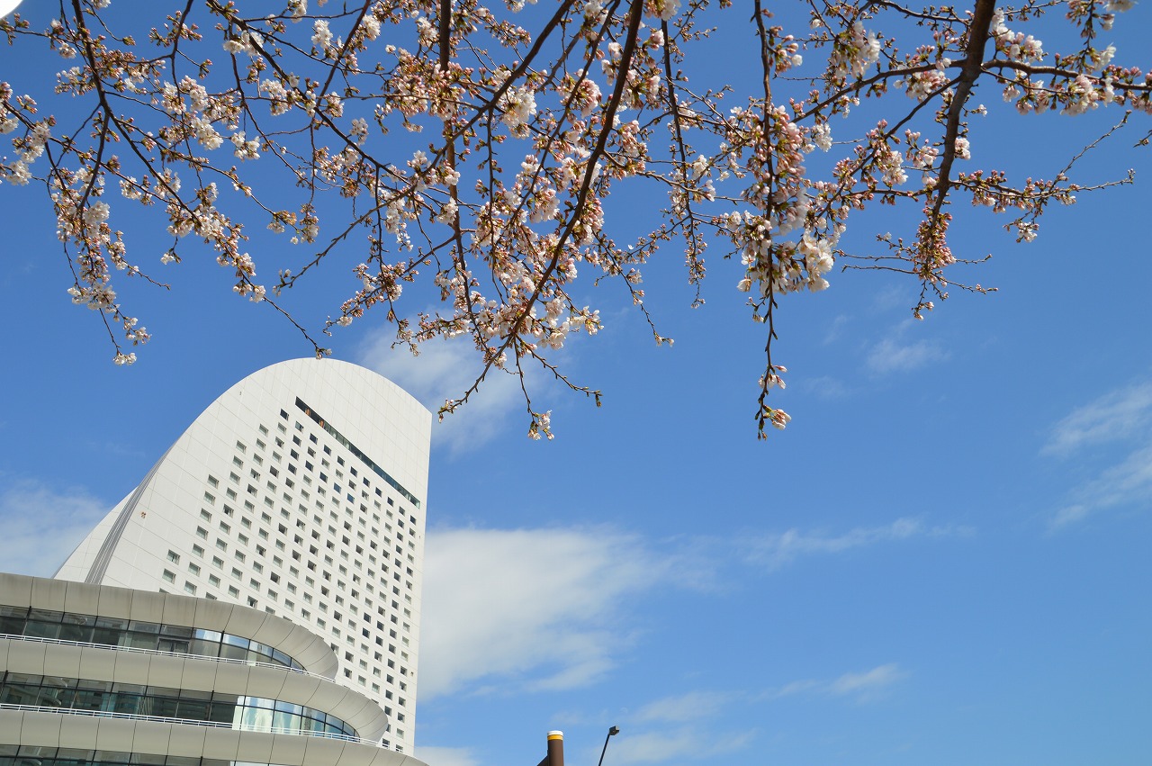 Cherry blossom and InterContinental Hotel Yokohama