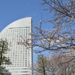 Cherry blossom and InterContinental Yokohama