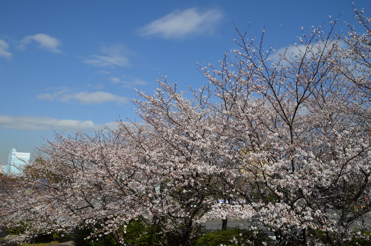 Cherry blossom @ Minatonomieruoka park