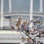 桜とベイブリッジ