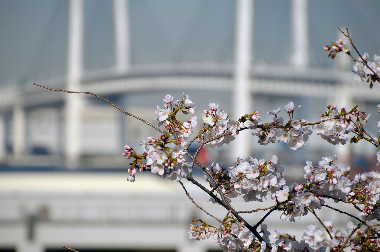 桜とベイブリッジ
