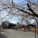 桜＠野毛山公園
